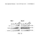 METHODS FOR COATING BONE ALLOGRAFTS WITH PERIOSTEUM-MIMETIC TISSUE     ENGINEERING SCAFFOLDS diagram and image