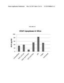 MODIFIED POLYNUCLEOTIDES FOR THE PRODUCTION OF CYTOPLASMIC AND     CYTOSKELETAL PROTEINS diagram and image