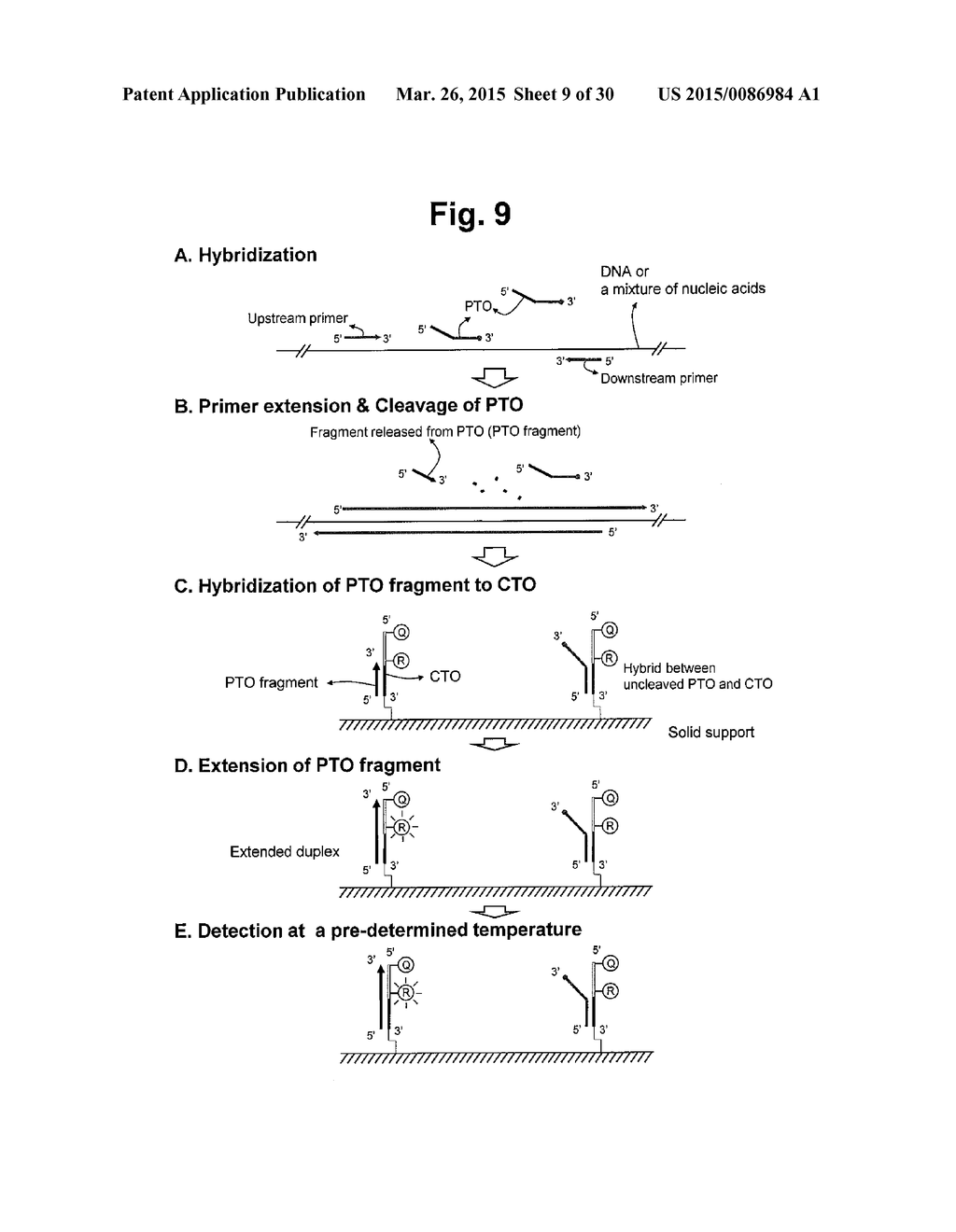 DETECTION OF TARGET NUCLEIC ACID SEQUENCES BY PTO CLEAVAGE AND EXTENSION     ASSAY - diagram, schematic, and image 10