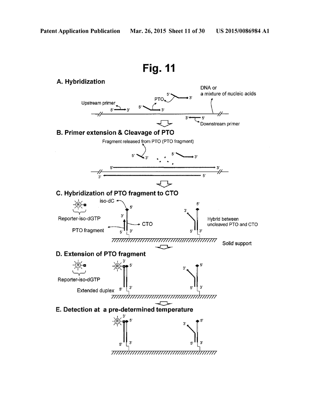 DETECTION OF TARGET NUCLEIC ACID SEQUENCES BY PTO CLEAVAGE AND EXTENSION     ASSAY - diagram, schematic, and image 12