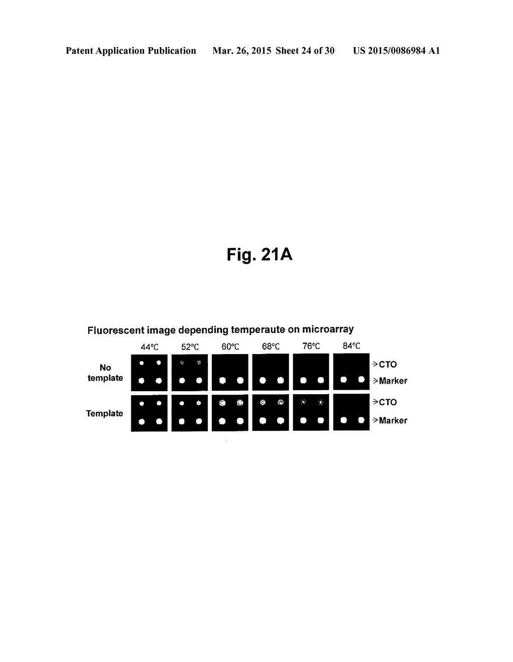 DETECTION OF TARGET NUCLEIC ACID SEQUENCES BY PTO CLEAVAGE AND EXTENSION     ASSAY - diagram, schematic, and image 25