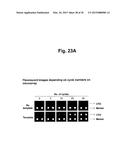 DETECTION OF TARGET NUCLEIC ACID SEQUENCES BY PTO CLEAVAGE AND EXTENSION     ASSAY diagram and image