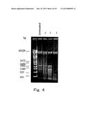 METHOD FOR DETECTION OF MICROORGANISM AND KIT FOR DETECTION OF     MICROORGANISM diagram and image