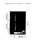 METHOD FOR DETECTION OF MICROORGANISM AND KIT FOR DETECTION OF     MICROORGANISM diagram and image