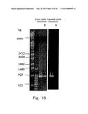 METHOD FOR DETECTION OF MICROORGANISM AND KIT FOR DETECTION OF     MICROORGANISM diagram and image