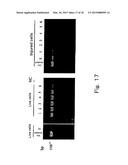 METHOD FOR DETECTION OF MICROORGANISM AND KIT FOR DETECTION OF     MICROORGANISM diagram and image