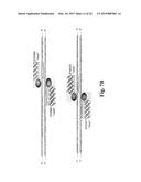 METHODS AND COMPOSITIONS FOR INACTIVATING GLUTAMINE SYNTHETASE GENE     EXPRESSION diagram and image