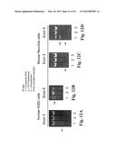 METHODS AND COMPOSITIONS FOR INACTIVATING GLUTAMINE SYNTHETASE GENE     EXPRESSION diagram and image