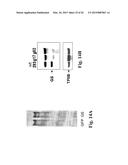 METHODS AND COMPOSITIONS FOR INACTIVATING GLUTAMINE SYNTHETASE GENE     EXPRESSION diagram and image