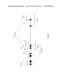 DNA AMPLIFICATION AND SEQUENCING USING DNA MOLECULES GENERATED BY RANDOM     FRAGMENTATION diagram and image