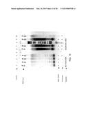 DNA AMPLIFICATION AND SEQUENCING USING DNA MOLECULES GENERATED BY RANDOM     FRAGMENTATION diagram and image