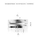 DNA AMPLIFICATION AND SEQUENCING USING DNA MOLECULES GENERATED BY RANDOM     FRAGMENTATION diagram and image