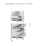 DNA AMPLIFICATION AND SEQUENCING USING DNA MOLECULES GENERATED BY RANDOM     FRAGMENTATION diagram and image