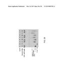 DNA AMPLIFICATION AND SEQUENCING USING DNA MOLECULES GENERATED BY RANDOM     FRAGMENTATION diagram and image