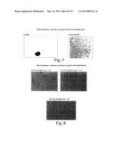 METHOD OF NUCLEIC ACID AMPLIFICATION diagram and image