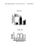 GENES AND PROTEINS ASSOCIATED WITH ANGIOGENESIS AND USES THEREOF diagram and image