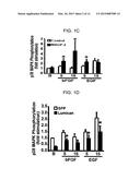 GENES AND PROTEINS ASSOCIATED WITH ANGIOGENESIS AND USES THEREOF diagram and image