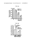 GENES AND PROTEINS ASSOCIATED WITH ANGIOGENESIS AND USES THEREOF diagram and image