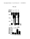 GENES AND PROTEINS ASSOCIATED WITH ANGIOGENESIS AND USES THEREOF diagram and image