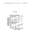 GENES AND PROTEINS ASSOCIATED WITH ANGIOGENESIS AND USES THEREOF diagram and image