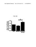 GENES AND PROTEINS ASSOCIATED WITH ANGIOGENESIS AND USES THEREOF diagram and image