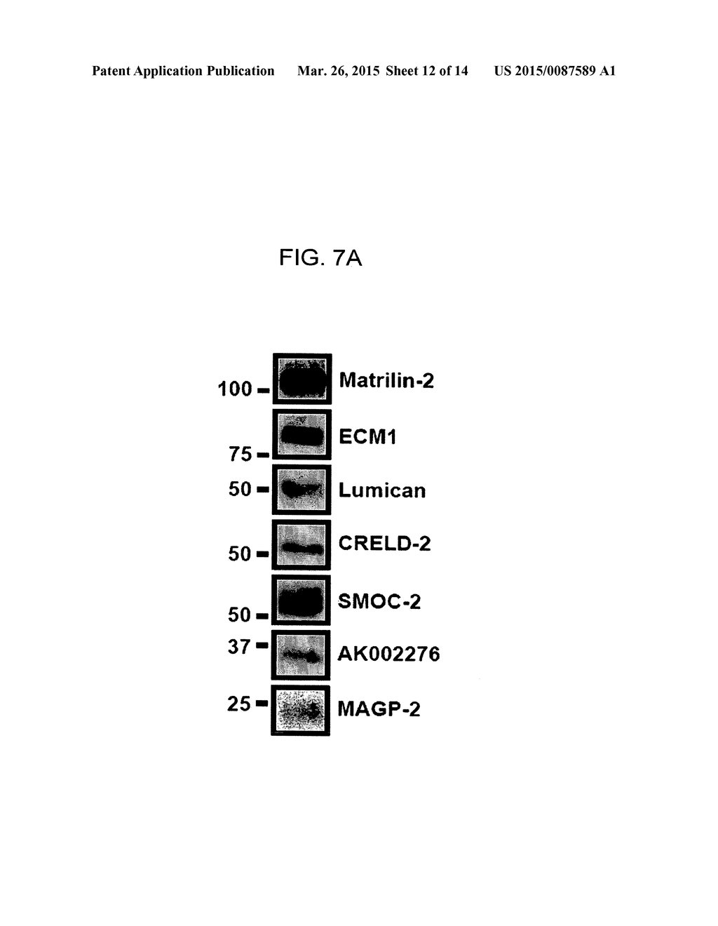 GENES AND PROTEINS ASSOCIATED WITH ANGIOGENESIS AND USES THEREOF - diagram, schematic, and image 13