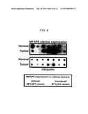 GENES AND PROTEINS ASSOCIATED WITH ANGIOGENESIS AND USES THEREOF diagram and image