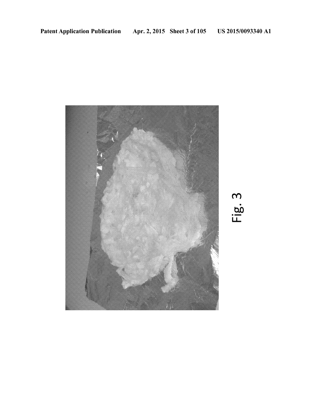 SILK PROTEIN FRAGMENT COMPOSITIONS AND ARTICLES MANUFACTURED THEREFROM - diagram, schematic, and image 04