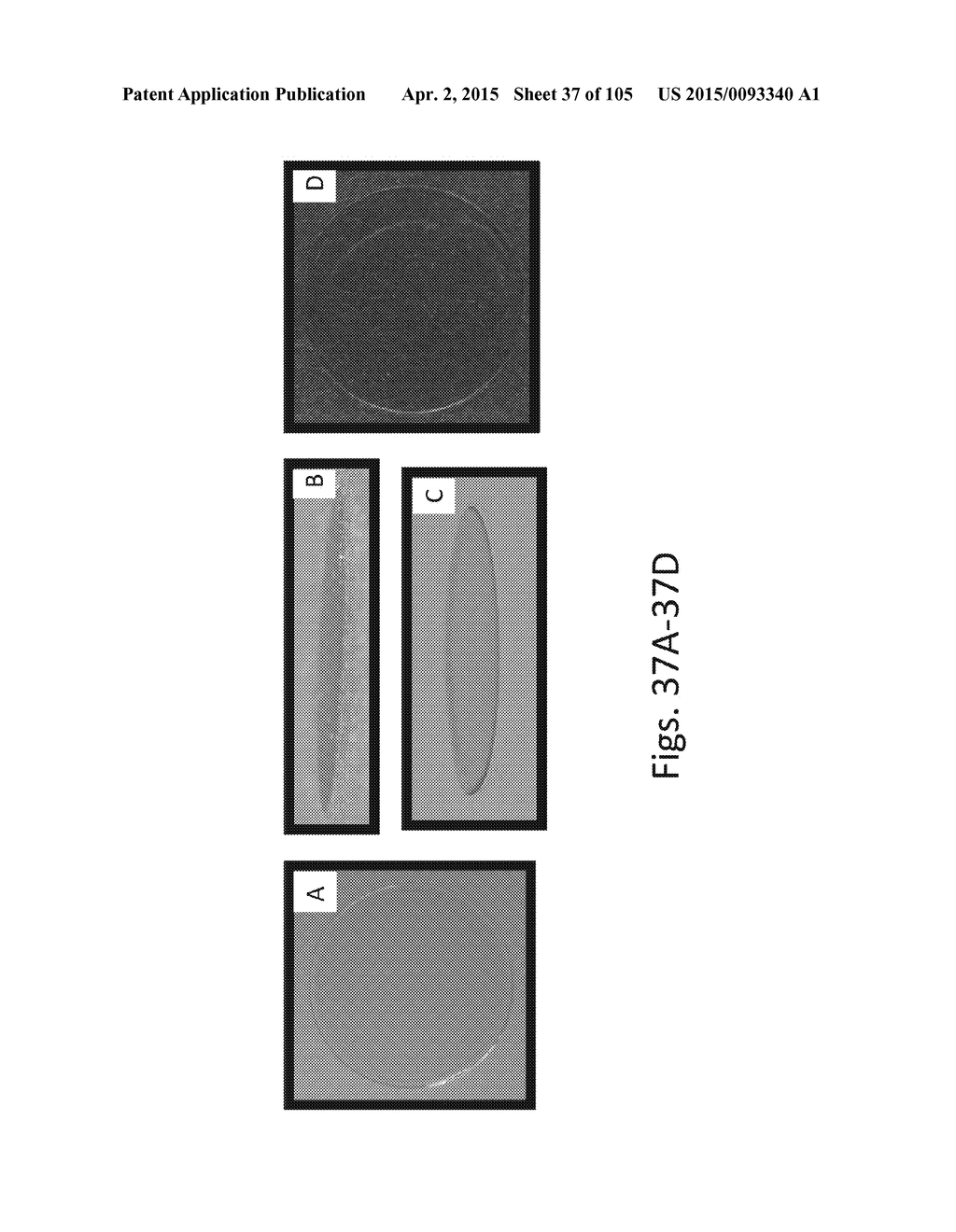 SILK PROTEIN FRAGMENT COMPOSITIONS AND ARTICLES MANUFACTURED THEREFROM - diagram, schematic, and image 38