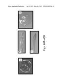 SILK PROTEIN FRAGMENT COMPOSITIONS AND ARTICLES MANUFACTURED THEREFROM diagram and image