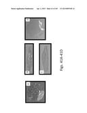 SILK PROTEIN FRAGMENT COMPOSITIONS AND ARTICLES MANUFACTURED THEREFROM diagram and image