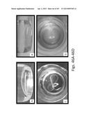 SILK PROTEIN FRAGMENT COMPOSITIONS AND ARTICLES MANUFACTURED THEREFROM diagram and image