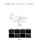 PHOTOACTIVATABLE CAGED TAMOXIFEN AND TAMOXIFEN DERIVATIVE MOLECULES AND     METHODS OF USE THEREOF diagram and image