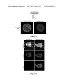 PHOTOACTIVATABLE CAGED TAMOXIFEN AND TAMOXIFEN DERIVATIVE MOLECULES AND     METHODS OF USE THEREOF diagram and image