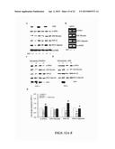 TREATMENT OF PULMONARY VASCULAR REMODELING WITH NEPRILYSIN diagram and image