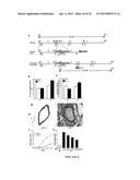 TREATMENT OF PULMONARY VASCULAR REMODELING WITH NEPRILYSIN diagram and image