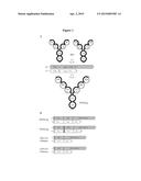 DUAL VARIABLE DOMAIN IMMUNOGLOBULINS AND USES THEREOF diagram and image