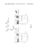 STEM CELL IDENTIFICATION AND PURIFICATION METHOD diagram and image