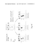 STEM CELL IDENTIFICATION AND PURIFICATION METHOD diagram and image