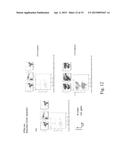 STEM CELL IDENTIFICATION AND PURIFICATION METHOD diagram and image