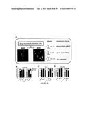 SYSTEM AND DEVICE FOR CHARACTERIZING CELLS diagram and image