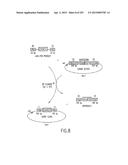 COMPOSITIONS AND METHODS FOR USE IN RECOMBINATIONAL CLONING OF NUCLEIC     ACIDS diagram and image