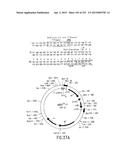 COMPOSITIONS AND METHODS FOR USE IN RECOMBINATIONAL CLONING OF NUCLEIC     ACIDS diagram and image