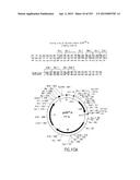 COMPOSITIONS AND METHODS FOR USE IN RECOMBINATIONAL CLONING OF NUCLEIC     ACIDS diagram and image