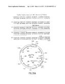 COMPOSITIONS AND METHODS FOR USE IN RECOMBINATIONAL CLONING OF NUCLEIC     ACIDS diagram and image