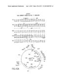 COMPOSITIONS AND METHODS FOR USE IN RECOMBINATIONAL CLONING OF NUCLEIC     ACIDS diagram and image