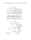 COMPOSITIONS AND METHODS FOR USE IN RECOMBINATIONAL CLONING OF NUCLEIC     ACIDS diagram and image