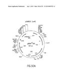 COMPOSITIONS AND METHODS FOR USE IN RECOMBINATIONAL CLONING OF NUCLEIC     ACIDS diagram and image