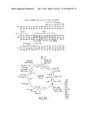 COMPOSITIONS AND METHODS FOR USE IN RECOMBINATIONAL CLONING OF NUCLEIC     ACIDS diagram and image