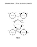 COMPOSITIONS AND METHODS FOR USE IN RECOMBINATIONAL CLONING OF NUCLEIC     ACIDS diagram and image